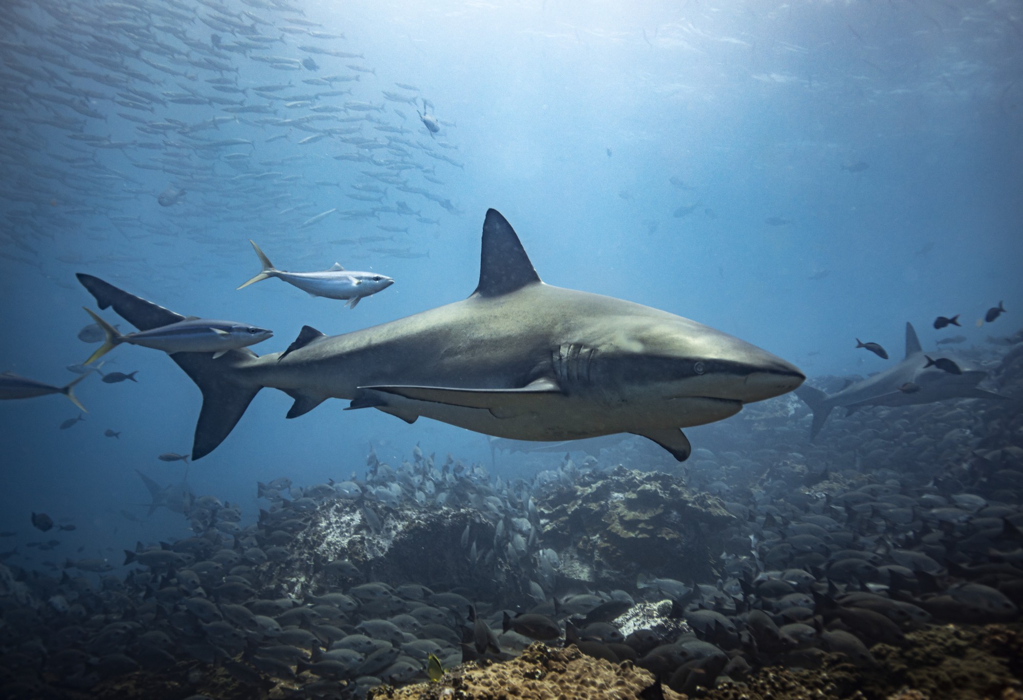 Trong suốt sự nghiệp lẫy lừng, Earle phát hiện ra vô số loài sinh vật biển mới